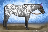 Horse Color:Blue Roan Appaloosa 