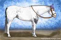 Horse Color:White Spotted Black Tobiano Appaloosa 