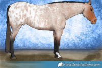 Horse Color:Bay Roan Appaloosa 