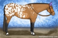 Horse Color:Bay Roan Appaloosa 