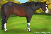 Horse Color:Brown Splash 
