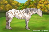 Horse Color:Amber Champagne Appaloosa 