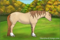 Horse Color:Gold Champagne Roan Dun 