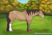 Horse Color:Amber Champagne 