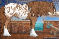 Horse Color:Chestnut Frame Appaloosa 