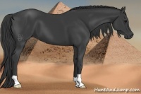 Horse Color:Smoky Black