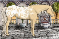 Horse Color:Palomino Appaloosa
