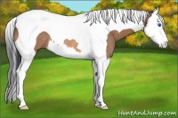 Horse Color:Buckskin Splash Tobiano Rabicano
