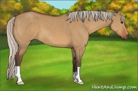 Horse Color:Silver Bay Dun 