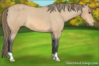 Horse Color:Buckskin Appaloosa 