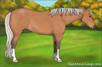 Horse Color:Silver Bay Roan