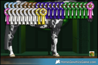 Horse Color:White Spotted Black