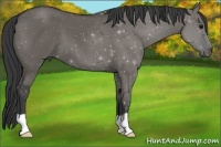 Horse Color:Grullo 