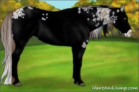 Horse Color:White Spotted Liver Red Dun Ice Splash 