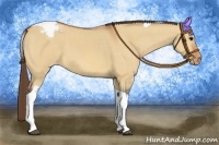 Horse Color:Bay Dun Tobiano Appaloosa