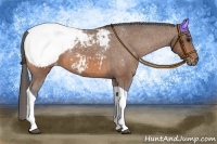 Horse Color:Bay Tobiano Appaloosa 