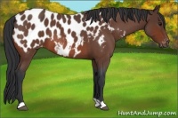 Horse Color:Brown Roan Appaloosa 