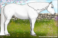Horse Color:Gray Black Splash Tobiano Appaloosa