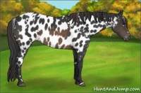 Horse Color:White Spotted Buckskin Appaloosa 
