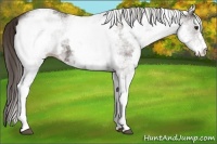 Horse Color:White Spotted Liver Chestnut 