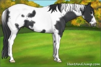 Horse Color:Black Tobiano Frame