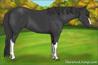 Horse Color:Smoky Black 