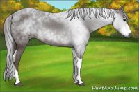 Horse Color:Gray Brown Tobiano 