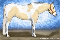 Horse Color:Gold Cream Champagne Dun Splash Tobiano 
