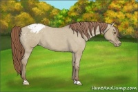 Horse Color:Classic Champagne Roan Dun Appaloosa 