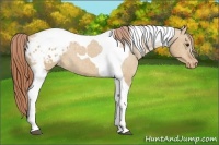 Horse Color:Red Dun Tobiano Varnish 