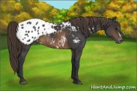 Horse Color:Buckskin Appaloosa