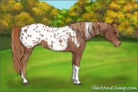 Horse Color:Chestnut Tobiano Appaloosa 