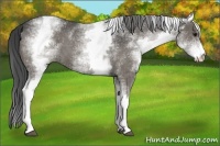 Horse Color:White Spotted Smoky Blue Roan 