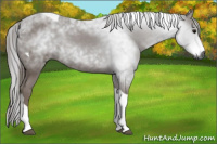 Horse Color:Gray Black Tobiano