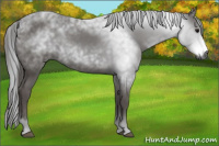 Horse Color:Gray Black 
