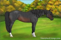 Horse Color:Brown Roan 