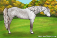 Horse Color:Gray Red Roan 