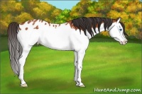 Horse Color:Bay Splash Appaloosa