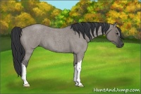 Horse Color:Grullo Roan 