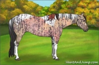 Horse Color:Buckskin Rabicano  and Buckskin Dun Tobiano Rabicano 