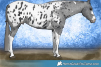 Horse Color:Black Tobiano Appaloosa