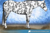 Horse Color:Blue Roan Splash Appaloosa 