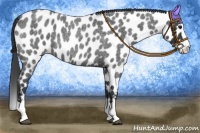 Horse Color:Blue Roan Splash Appaloosa 