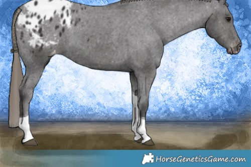 Horse Color:Smoky Black Tobiano Appaloosa 