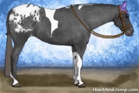 Horse Color:Smoky Black Tobiano Appaloosa