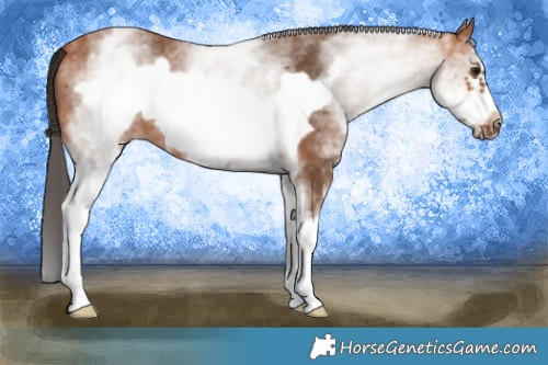 Horse Color:White Spotted Brown Frame 