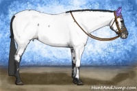 Horse Color:Blue Roan Appaloosa 