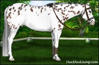 Horse Color:Brown Splash Frame Leopard 