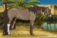 Horse Color:Liver Red Dun