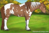 Horse Color:White Spotted Chestnut Tobiano 